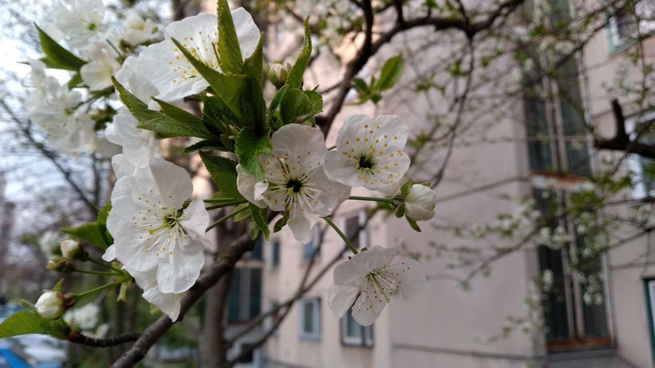 Gesztenyes Apartman Miskolc Ngoại thất bức ảnh